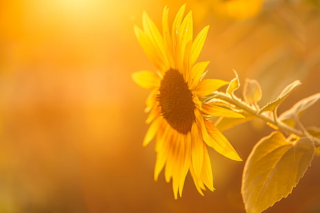 Blumen, Sonnenblumen, Makro, Pflanzen, gelbe Blumen, gelber Hintergrund, Blätter, HD-Hintergrundbild HD wallpaper