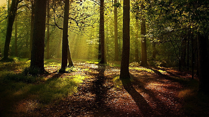 tree trunks, nature, trees, forest, branch, wood, mist, leaves, sunlight, shadow, HD wallpaper