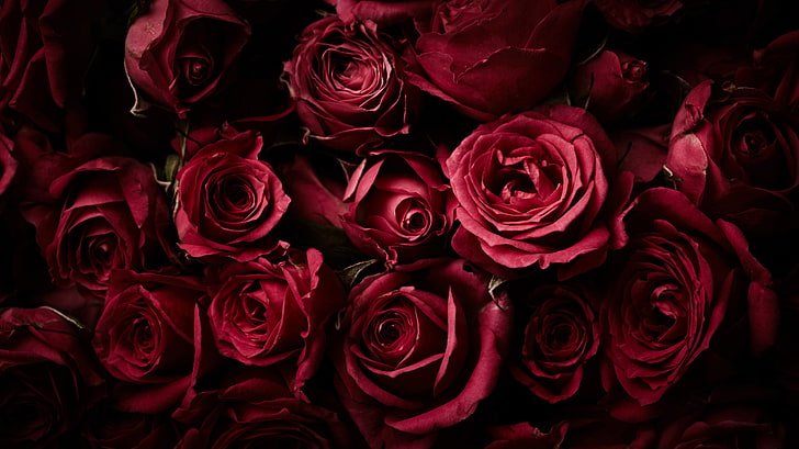Mawar Merah, latar belakang Gelap, Bunga mawar, 4K, Wallpaper HD