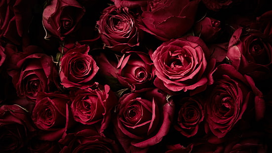 赤いバラ、暗い背景、バラの花、4K、 HDデスクトップの壁紙 HD wallpaper