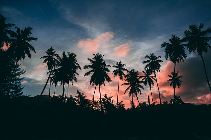 palm trees silhouette, palms, outlines, sunset, tropics, clouds, sky, HD wallpaper