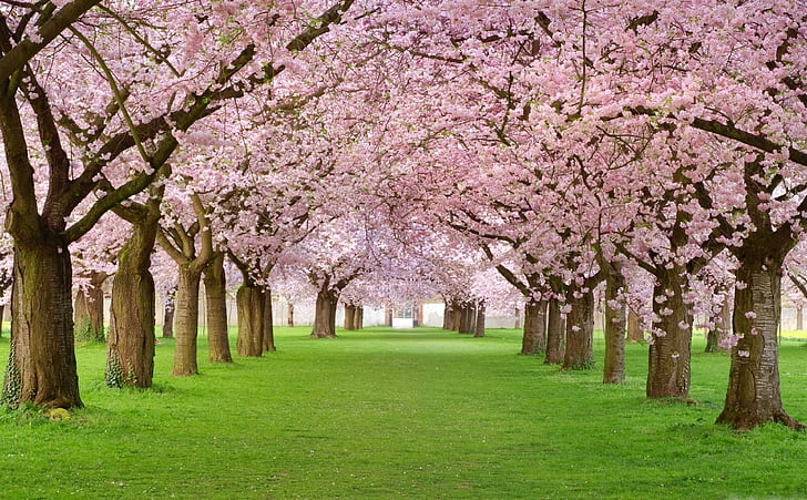 Cherry Blossom, Jepang, Pohon, 4k, wallpaper HD, mekar, taman, pink, Wallpaper HD
