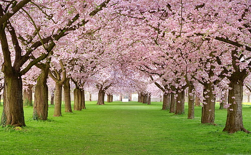 Cherry Blossom, Япония, деревья, 4k, HD обои, цветут, парк, розовый, HD обои HD wallpaper