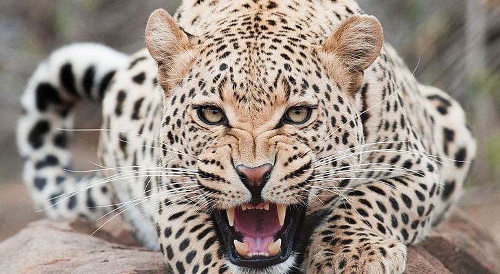 Leopardo, fauna, leopardo adulto, animais, selvagem, leopardo, rugindo, fauna, HD papel de parede