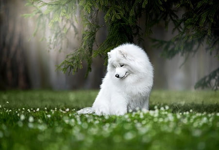 natureza, cachorro, samoiedo, husky samoiedo, HD papel de parede HD wallpaper