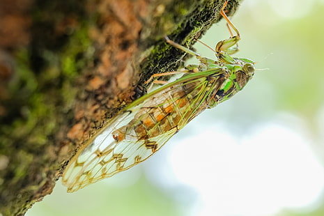 green and brown cicada, cicada, animal, insect, close-up, HD wallpaper HD wallpaper