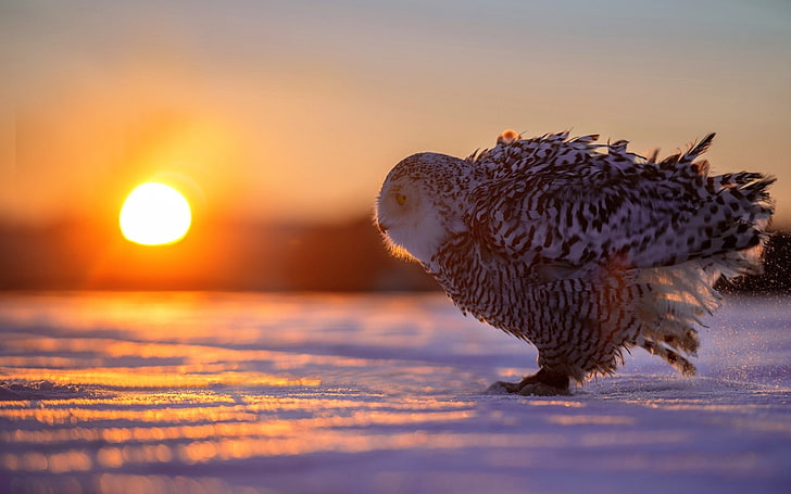 hewan, salju, musim dingin, burung hantu, burung, bokeh, Matahari, Wallpaper HD