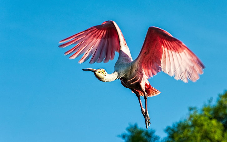 Formerly Roseate Spoonbill Were Hunted For Their Feathers, Which Were Used For Decoration And Embellishment Of Hats, Are Now Protected By Law And Their Number Increased, HD wallpaper