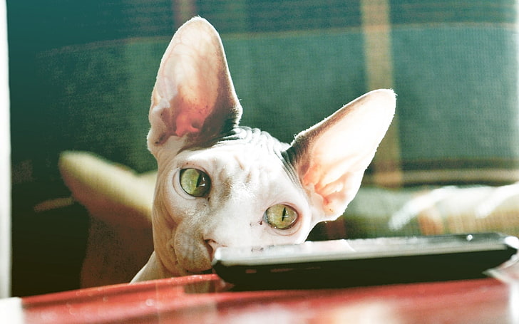 white sphinx cat, sphynx cat, control, face, HD wallpaper