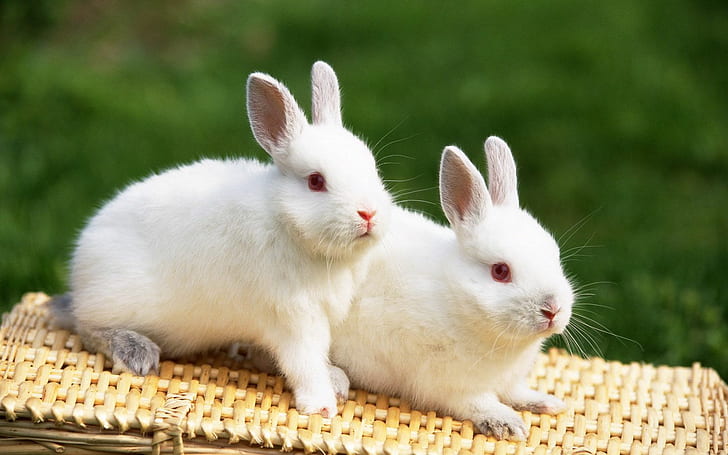 かわいいうさぎ、愛らしい、ウサギ、白い毛皮、赤目、かわいいうさぎ、愛らしい、ウサギ、白い毛皮、赤い目、 HDデスクトップの壁紙