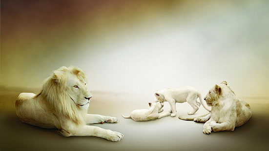 Löwen, Junge, Familie, Löwin, Tiere, weiße und beige Löwenfamilie, Löwen, Junge, Familie, Löwin, HD-Hintergrundbild HD wallpaper