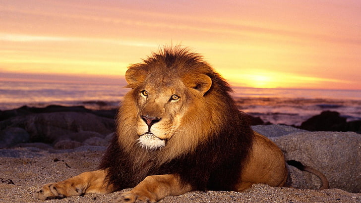 lew, zachód słońca, dzikie zwierzę, piasek, duży kot, Tapety HD