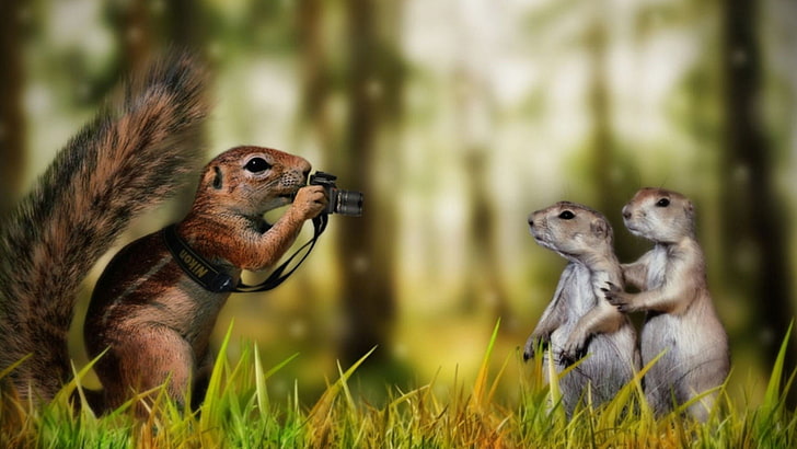 braunes Eichhörnchen, Kreativität, HD-Hintergrundbild