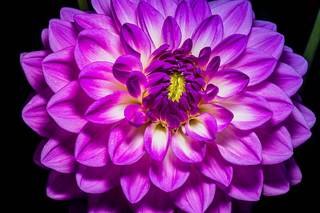 фотография на лилаво цвете, заден двор, фотография, лилаво цвете, цветя, лято, цъфти, цветове, текстури, натури, фойерверки, HD тапет HD wallpaper