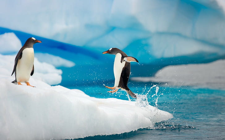 สัตว์, นกเพนกวิน, น้ำแข็ง, นก, วอลล์เปเปอร์ HD