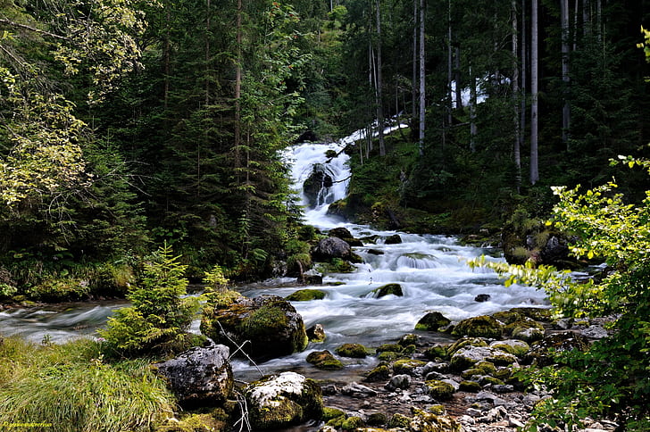 forest, trees, stream, stones, moss, Austria, thresholds, coniferous, Hallstatt, HD wallpaper