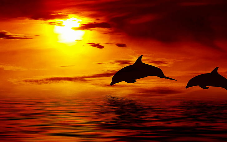 Beautiful jumping dolphins, silhouette of two dolphins, beautiful, dolphin, jumping up, Ocean, sun, Sunset, sky, clouds, HD wallpaper