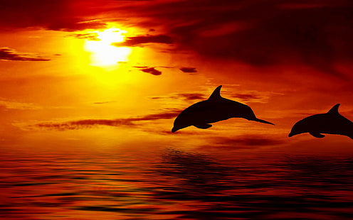 Beautiful jumping dolphins, silhouette of two dolphins, beautiful, dolphin, jumping up, Ocean, sun, Sunset, sky, clouds, HD wallpaper HD wallpaper