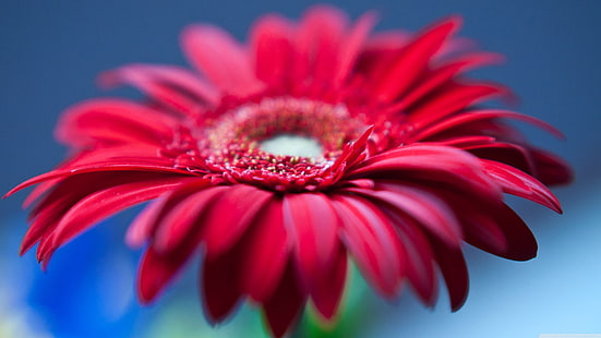 селективна фотография на червена гербера маргаритка цвете, цветя, червени цветя, макро, растения, HD тапет HD wallpaper