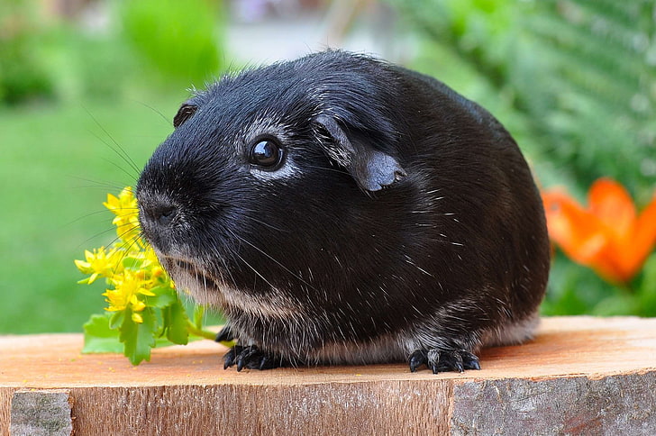 animal, black, close up, cute, flowers, garden, guinea pigs, mammal, pet, rodent, wood, HD wallpaper