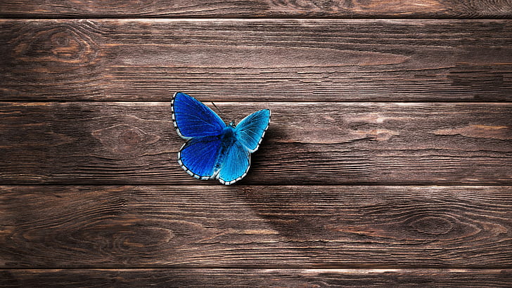 Blue, butterfly, 4k, 8k, HD, HD wallpaper