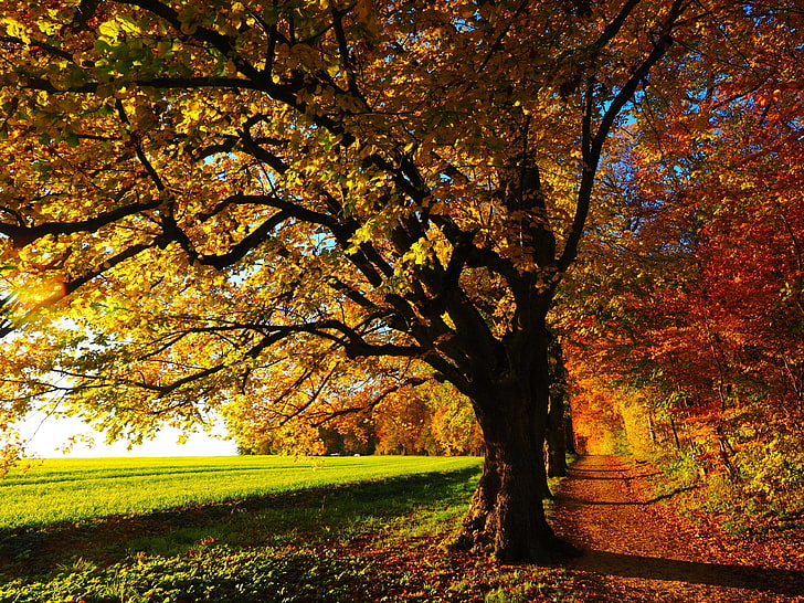 jesień, jesienny nastrój, kolorowy, na skraju lasu, upadek, upadek koloru, opadające liście, pole, las, leśna ścieżka, leśna ścieżka, trawa, zielony, idylliczny, krajobraz, liście, łąka, natura, na dworze, pa, Tapety HD