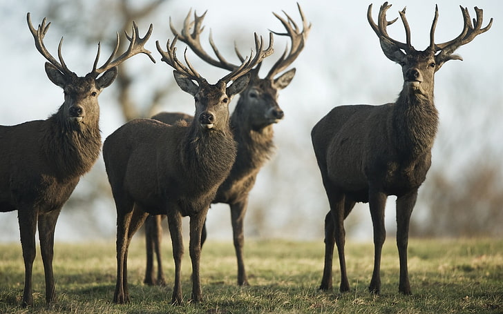 four brown deers, animals, deer, stags, nature, HD wallpaper