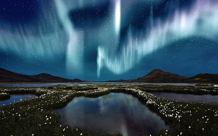 Northern Lights, the sky, water, stars, flowers, Northern lights, swamp, HD wallpaper