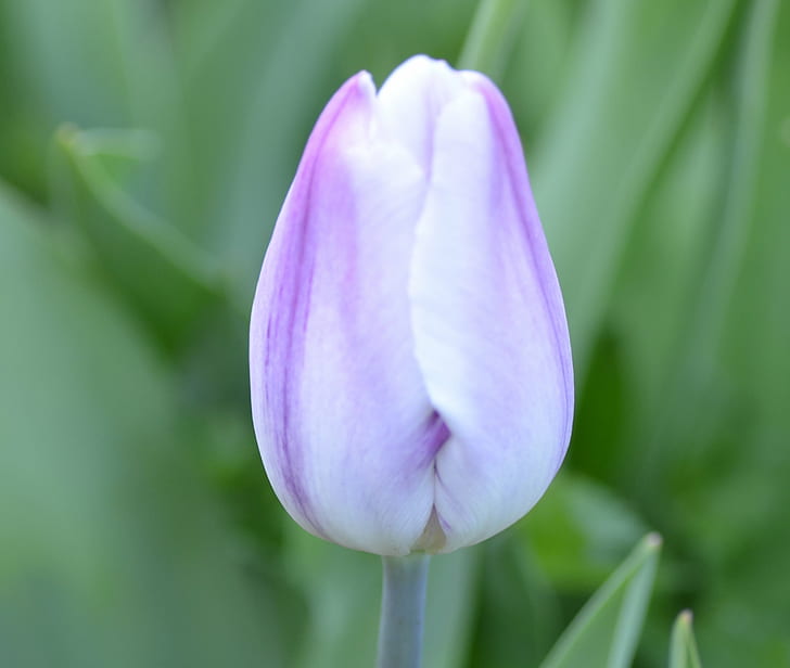 purple tulip, Tulipa, purple, tulip, tulipan, flower, best-of, today, nature, plant, springtime, petal, pink Color, flower Head, leaf, beauty In Nature, HD wallpaper