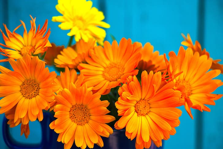 花 背景 花束 マリーゴールド キンセンカ オレンジ色の花 ミンバケット 花マリーゴールド Hdデスクトップの壁紙 Wallpaperbetter