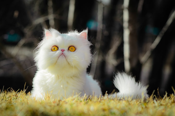 biały kot perski, trawa, oczy, kot, bokeh, żółte oczy, Tapety HD