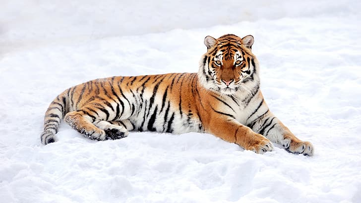 тигър, животни, бозайници, зима, сняг, големи котки, дълбочина на полето, HD тапет