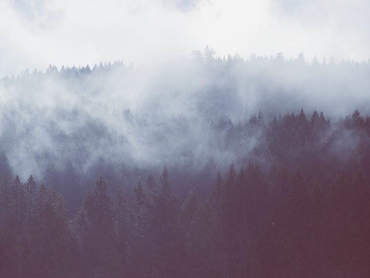 nature, trees, mist, landscape, forest, HD wallpaper