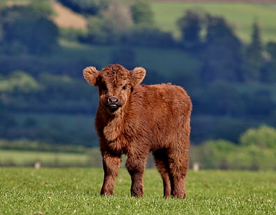 vitello bruno, vitello, mucca, soffice, erba, Sfondo HD HD wallpaper