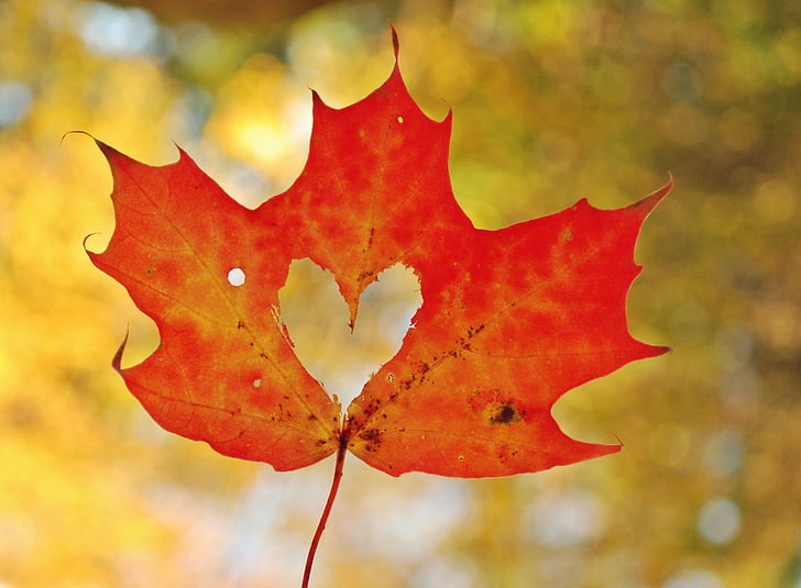 orange maple leaf, Love heart, Maple leaf, HD, HD wallpaper