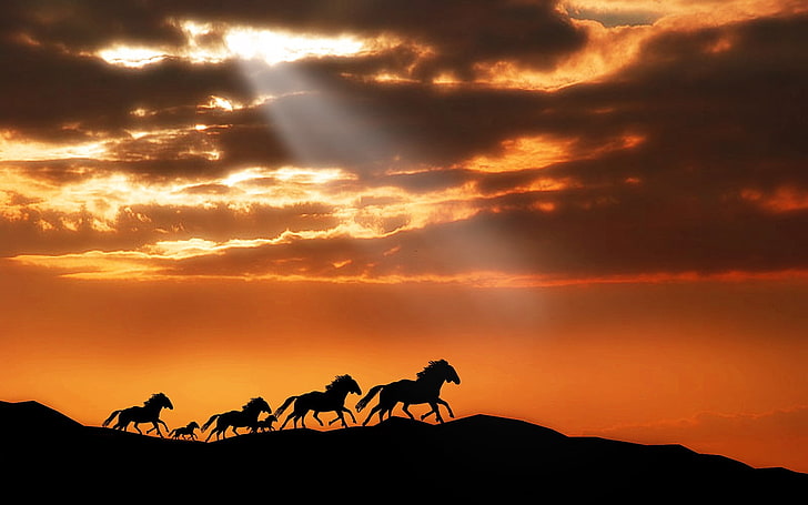mandria di cavalli, cavallo, mandria, tramonto, siluette, fuga, Sfondo HD