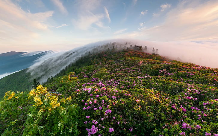 Hill with flowers, clouds, forest, hill, flowers, HD wallpaper