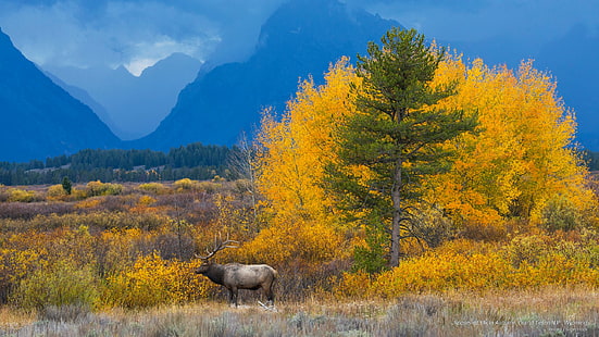 Roosevelt Elk no outono, Grand Teton N.P., Wyoming, Parques nacionais, HD papel de parede HD wallpaper
