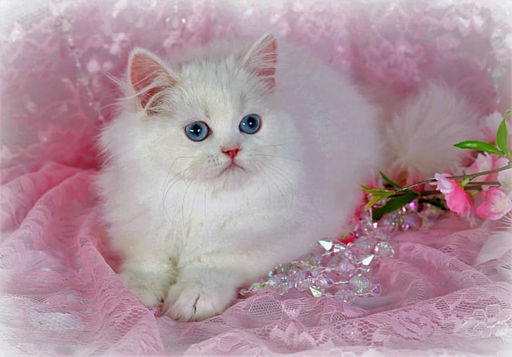 猫、猫、動物、かわいい、ペルシャ猫、白、 HDデスクトップの壁紙
