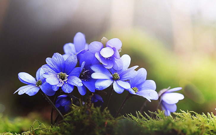 decoración de flores de color púrpura y blanco, flores, naturaleza, hierba, flores azules, macro, Fondo de pantalla HD