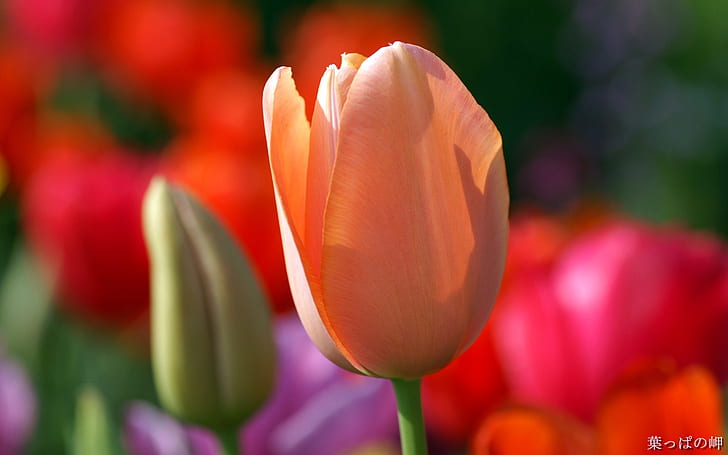 Tulipano arancione, arancio, tulipano, Sfondo HD