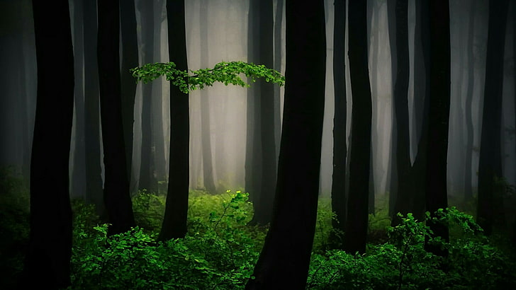 българия, мистик, гора, тъмнина, багажник, магия, дърво, магически, Европа, гора, природа, изгубен, здрач, мъглив, мъгла, мъглив, мъгла, HD тапет