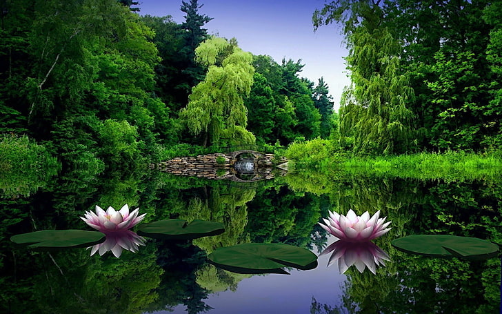dua bunga mekar merah muda, lili air, air, daun, kolam, jembatan, pohon, kecantikan, hijau, alam, Wallpaper HD