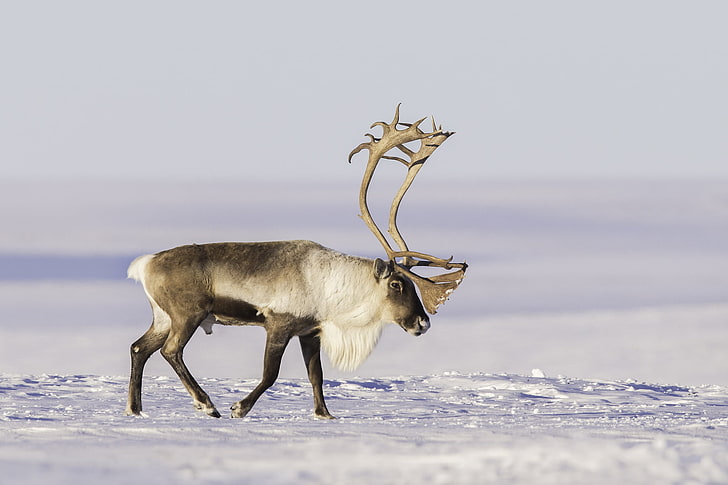 brown and white moose, snow, horns, tundra, reindeer, HD wallpaper