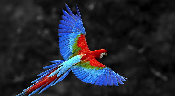 Papagaio, papagaio azul, vermelho e verde, animais, pássaros, voando, papagaio, HD papel de parede HD wallpaper