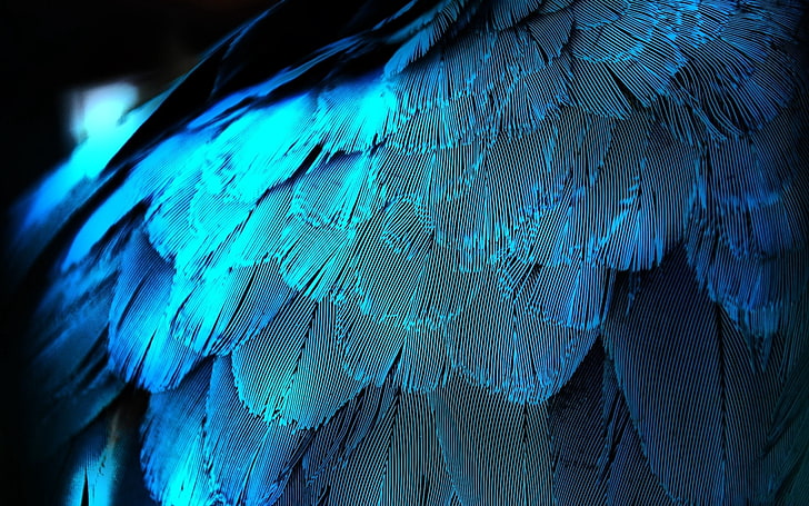 beige bird feathers, feathers, texture, background, blue, HD wallpaper