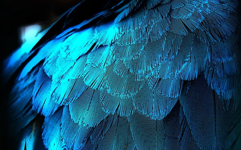 Beige Vogelfedern, Federn, Textur, Hintergrund, blau, HD-Hintergrundbild HD wallpaper