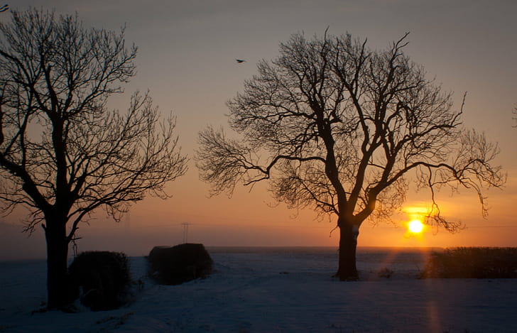 silhouette de deux arbres nus pendant le coucher du soleil, silhouette, arbres nus, coucher de soleil, Canon, Leicestershire, Market Harborough, nature, arbre, paysage, hiver, tombée de la nuit, ciel, paysages, à l'extérieur, Fond d'écran HD
