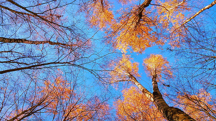 pohon coklat, fotografi sudut rendah pohon daun jeruk, alam, pohon, jatuh, langit, pandangan mata cacing, Wallpaper HD