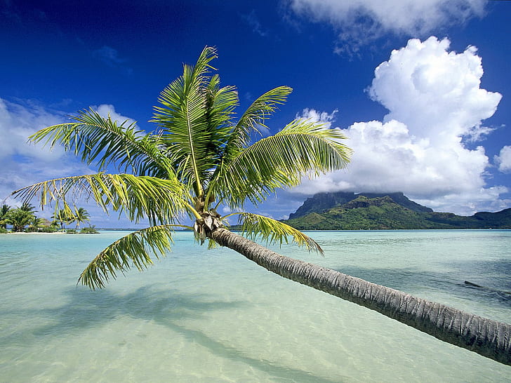 Palmera Árbol Paisaje Océano Isla Tropical HD, naturaleza, paisaje, océano, árbol, tropical, isla, palma, Fondo de pantalla HD